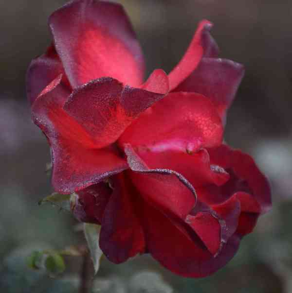 PICS: water drops rose images in winter weather udaipur