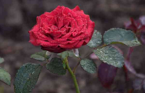 PICS: water drops rose images in winter weather udaipur