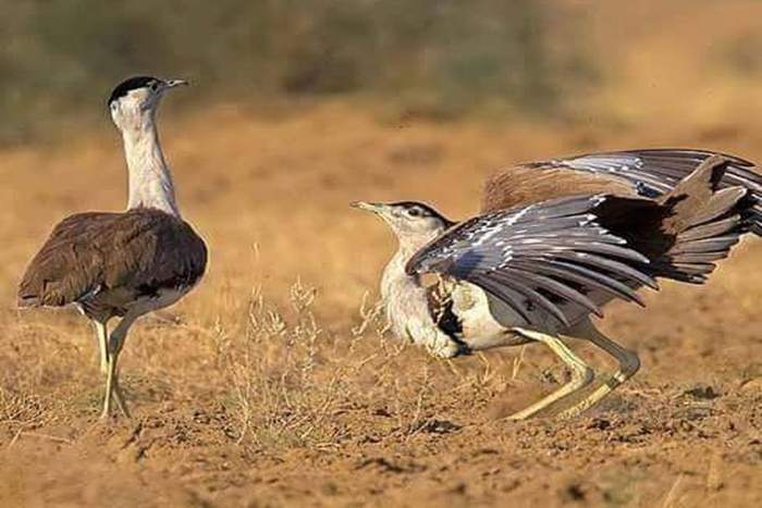 the great indian bustard in rajasthan