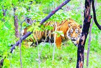 Golden chance for the calculation of tigers