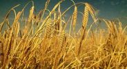 crop
