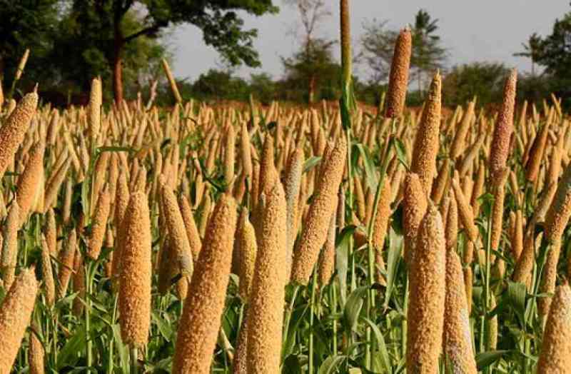 Millet crop Claim