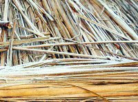 Panna cold wave in mp many districts in the grip of cold wave