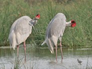 World Bird Day Special- this couple coming in panpatha of Bandhavgarh