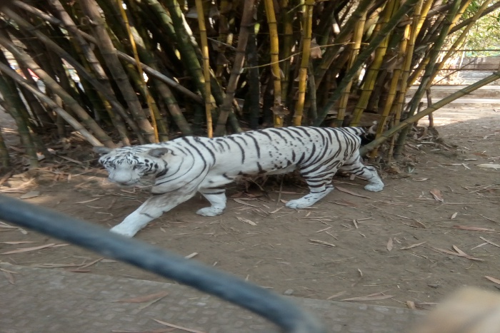 Maitribag, Maitribag Zoo, Maitribag garden, White tiger, Bhilai news