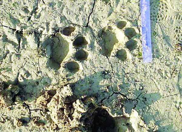 tiger panic jamtal village in satna
