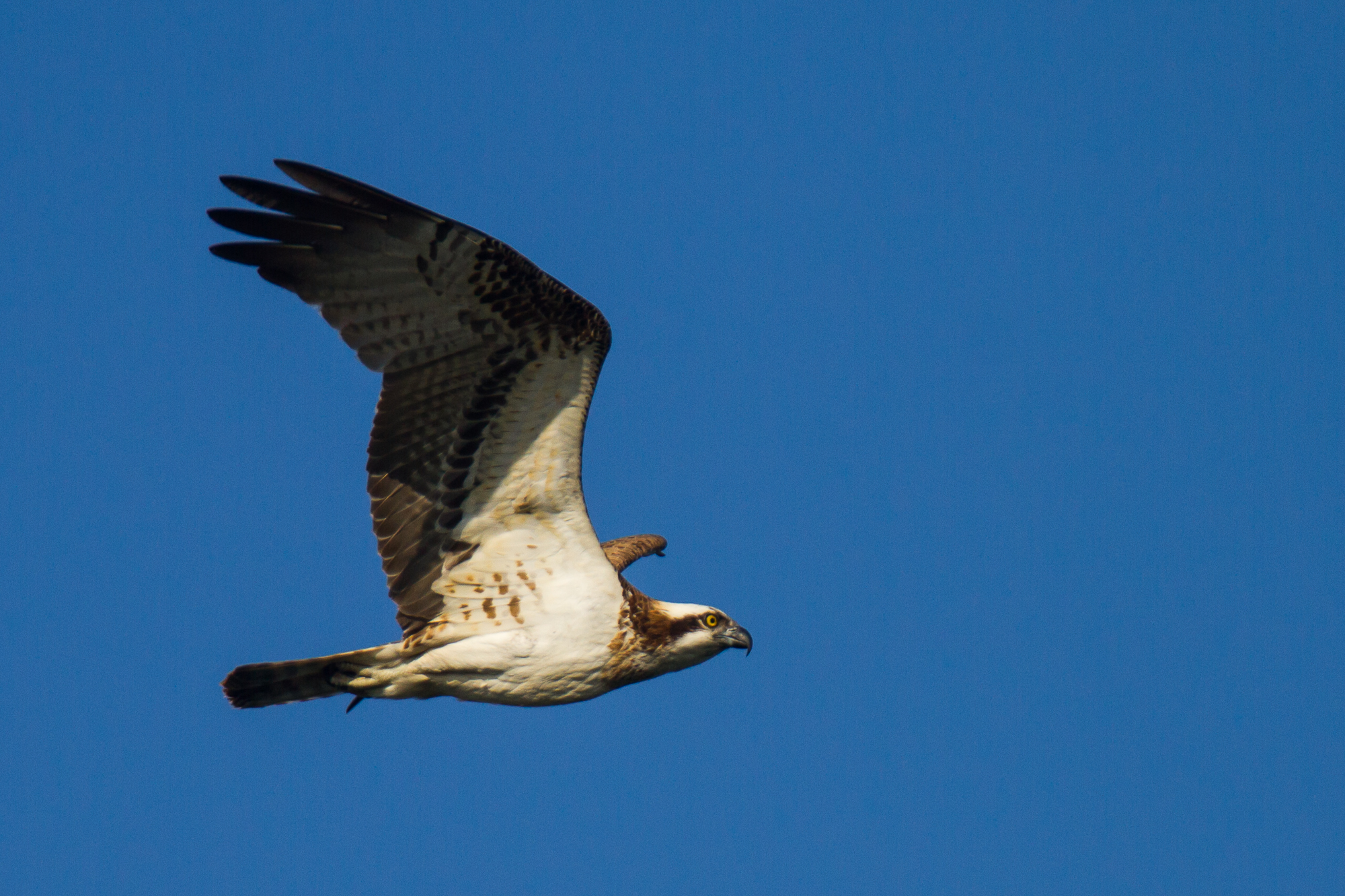 raptor bird osprey found in menar