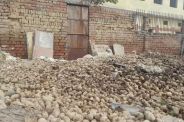 potato crop