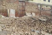 potato crop