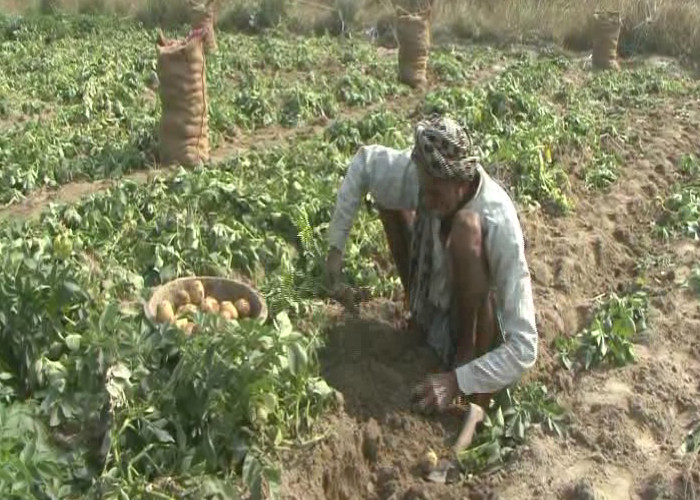Potato farmers suffering