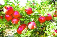 जिले में 5 हजार हैक्टेयर से अधिक भाग में अनार के बगीचे लगे हुए हैं।