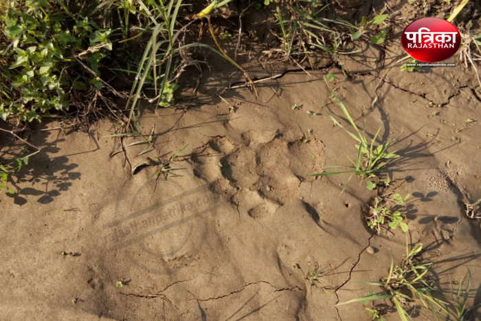 Bhilwara, Bhilwara news, Panther roar in bhilwara, Latest news in bhilwara, Bhilwara News in hindi, Hindi News in bhilwara, Latest hindi news in bhilwara