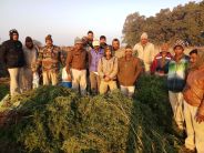 53 green trees of Cannabis seized in panna police