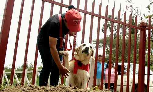 Carnage,Earthquake,Comrade,honours,exhaustion,Labrador,