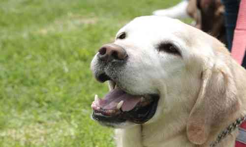Carnage,Earthquake,Comrade,honours,exhaustion,Labrador,