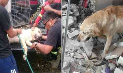 Carnage,Earthquake,Comrade,honours,exhaustion,Labrador,