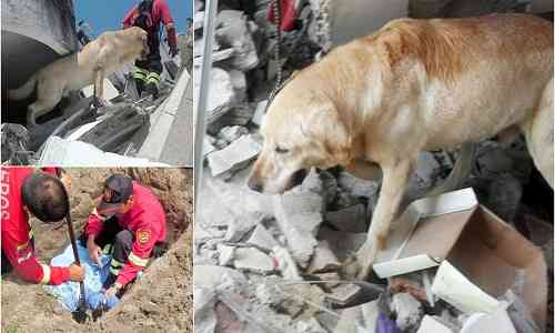 Carnage,Earthquake,Comrade,honours,exhaustion,Labrador,