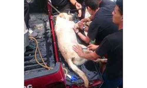 Carnage,Earthquake,Comrade,honours,exhaustion,Labrador,