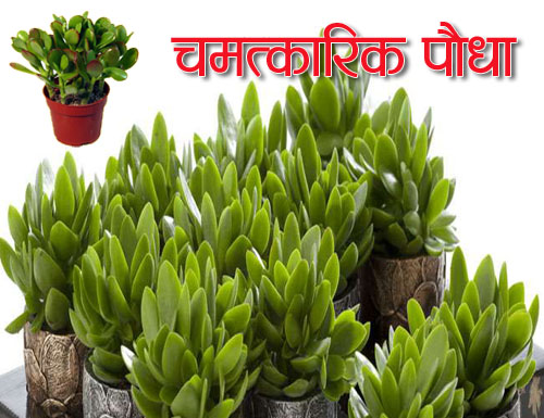 Just try it Powerful than the money plant