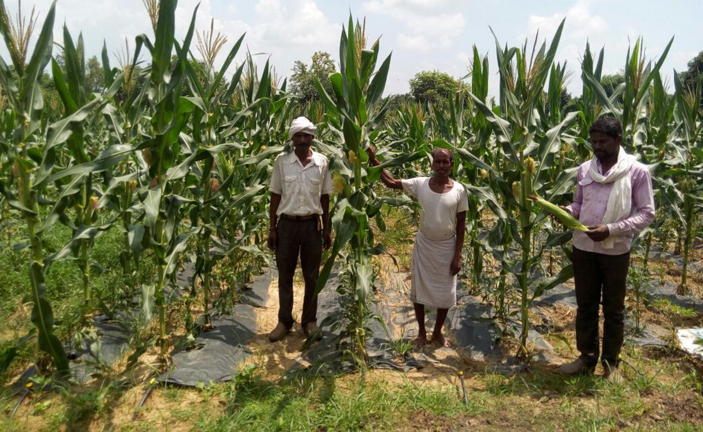 Know how this farmer doubled the income by adopting new technology?