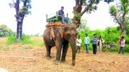 panna tiger reserve online booking