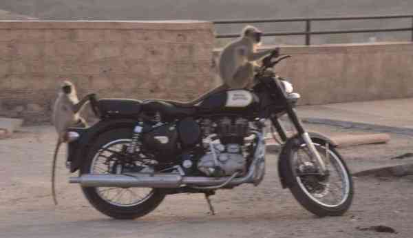 monkeys are enjoying on Royal Enfield Bike