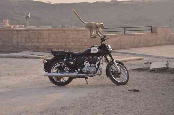 monkeys are enjoying on Royal Enfield Bike