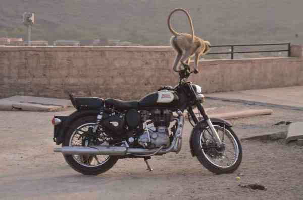 monkeys are enjoying on Royal Enfield Bike