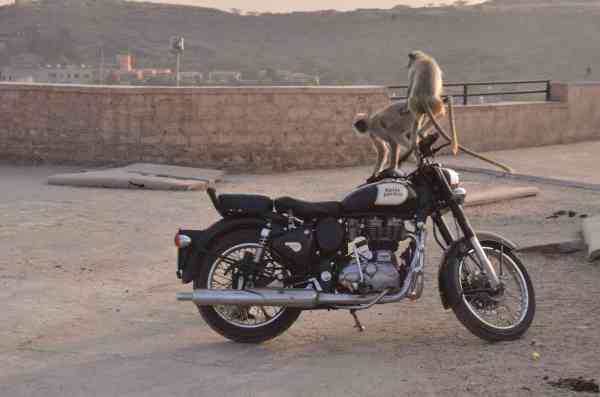 monkeys are enjoying on Royal Enfield Bike