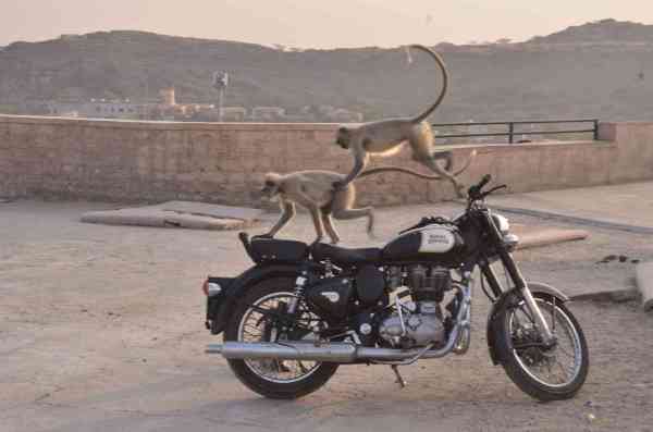 monkeys are enjoying on Royal Enfield Bike