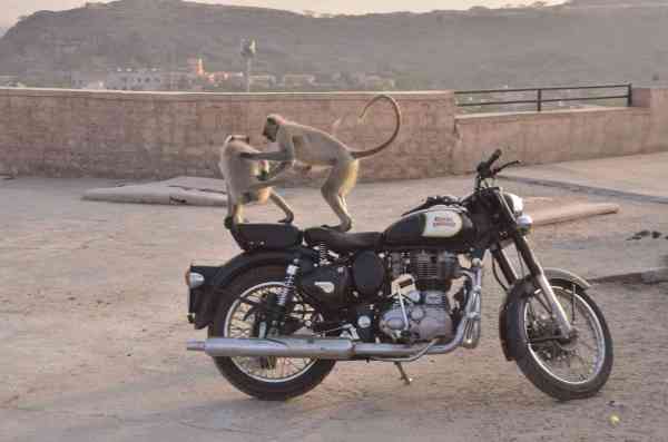 monkeys are enjoying on Royal Enfield Bike