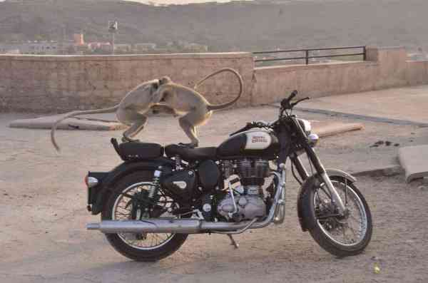 monkeys are enjoying on Royal Enfield Bike