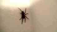 spider