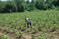 Farmers interest has increased in sowing of pulses crops