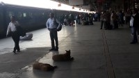 Dog at station
