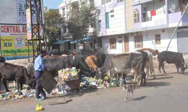 कोटा