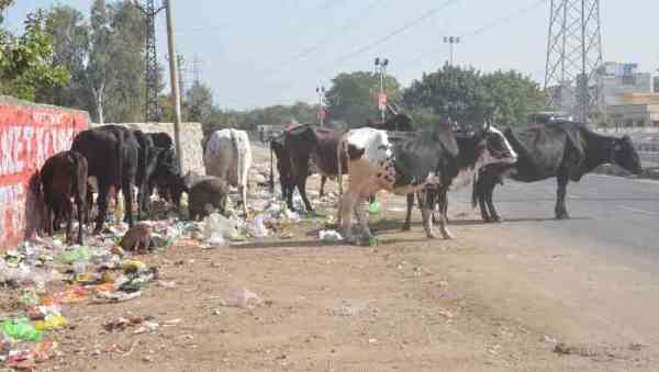 कोटा