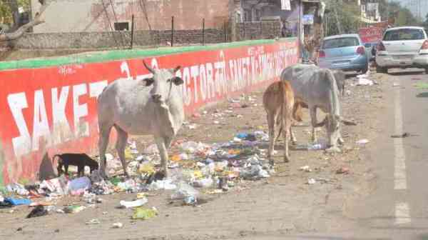 कोटा