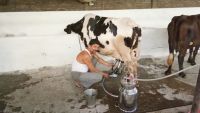 Dinesh Patel removing cows milk from the machine in the dairy form.