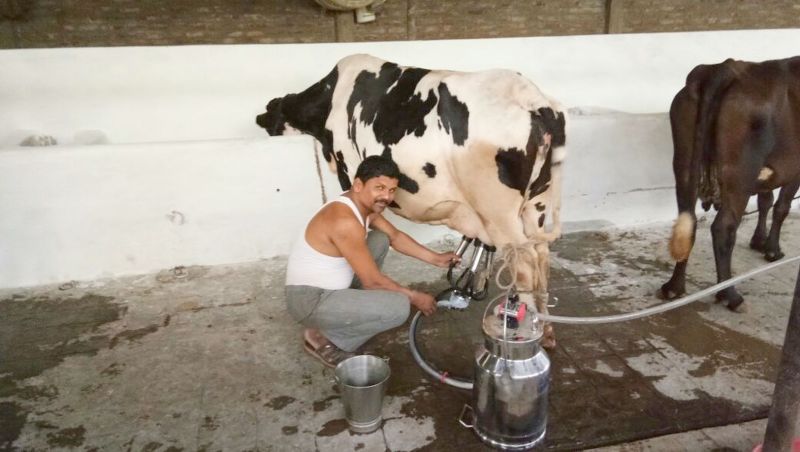 Dinesh Patel removing cows milk from the machine in the dairy form.