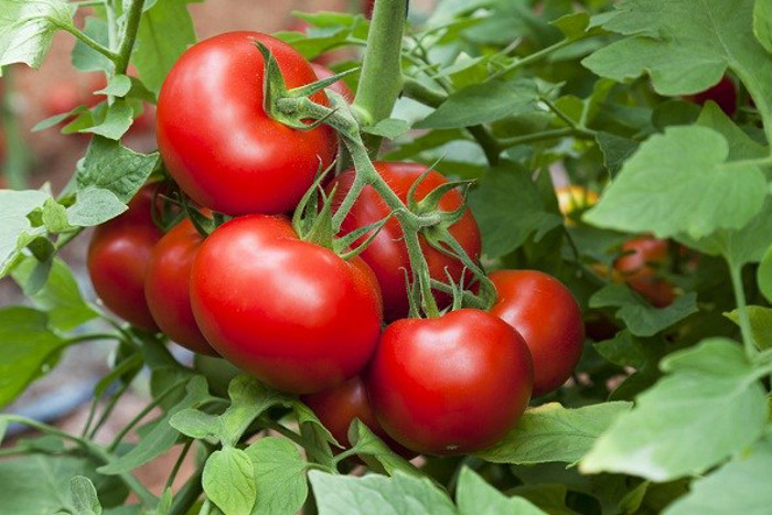 Agriculture