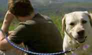 dog,Australian,poisonous snakes,reptile,deadly eastern brown snake,