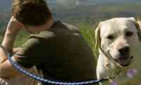 dog,Australian,poisonous snakes,reptile,deadly eastern brown snake,