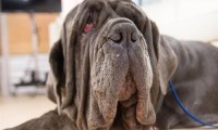 ugliest dog