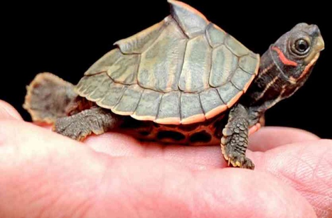 pond turtle 