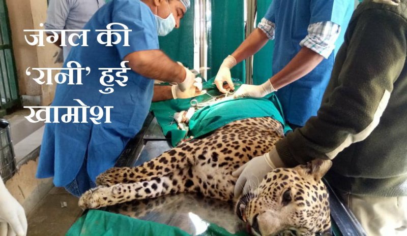 panther rani died