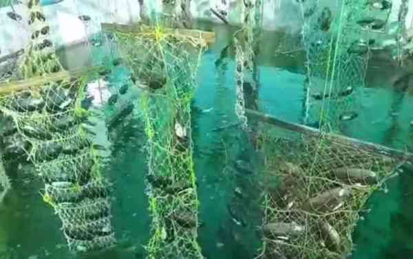 Moti KI kheti sikar
