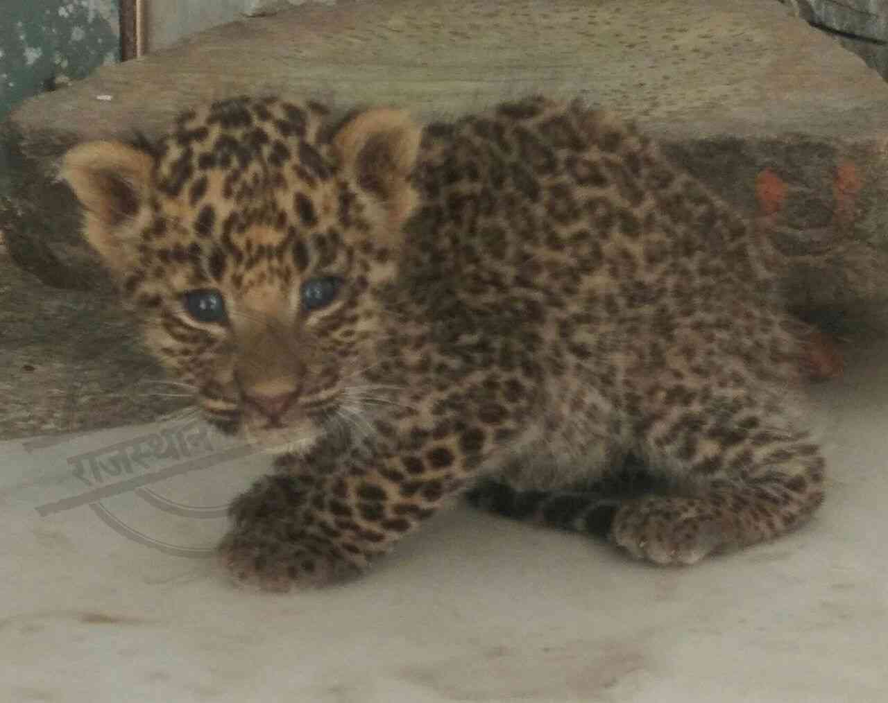 Panther cubs found in jaipur