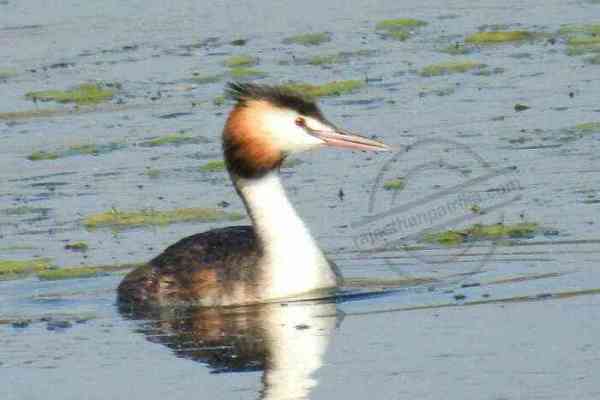 Bhillwara, bhilwara news, Rare species of birds in bhilwara, Latest news in bhilwara, Bhilwara News in hindi, Hindi News in bhilwara, Latest hindi news in bhilwara