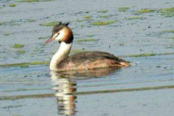 Bhillwara, bhilwara news, Rare species of birds in bhilwara, Latest news in bhilwara, Bhilwara News in hindi, Hindi News in bhilwara, Latest hindi news in bhilwara